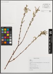 Foto von Salix L.